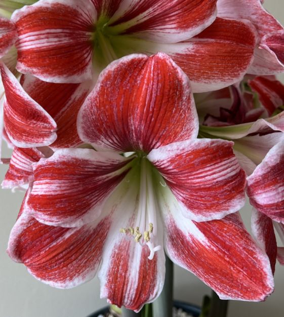 Christmas Blooming Amaryllis Candy Cane Red White Flowers Blooms