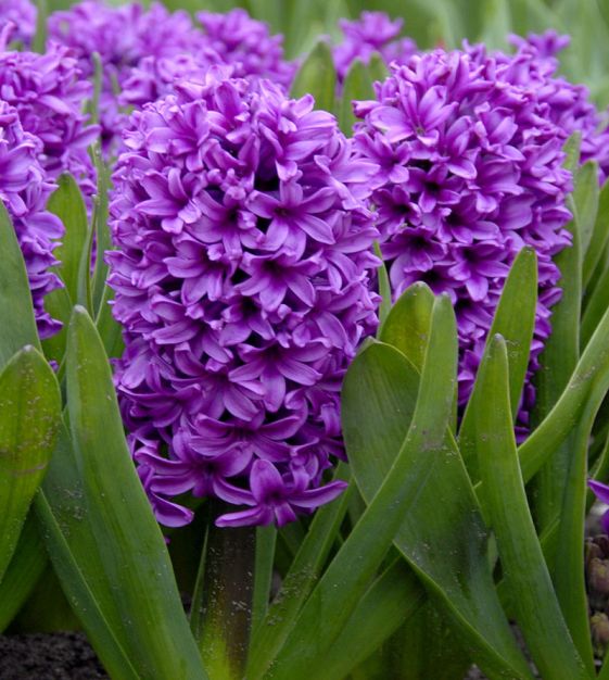Hyacinthus orientalis Miss Saigon | John Scheepers Beauty from Bulbs