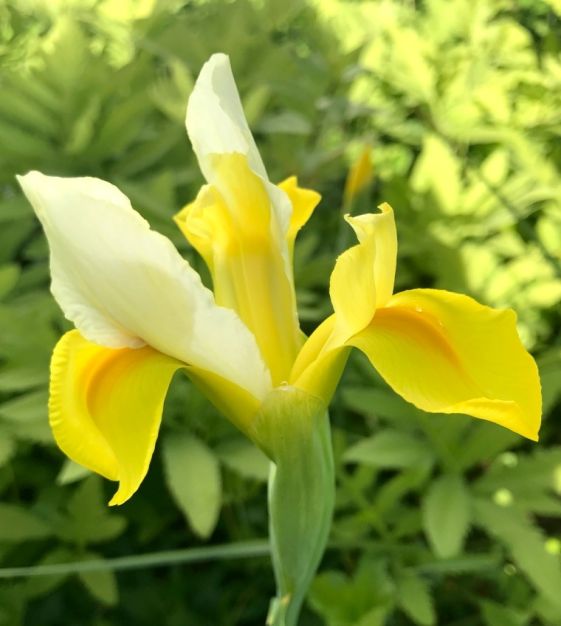 Iris hollandica Saturnus Fleurs De France