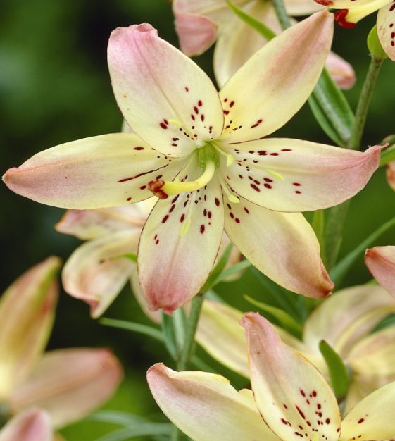 Asiatic Lily Corsage