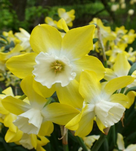 White Daffodil Plants For Sale