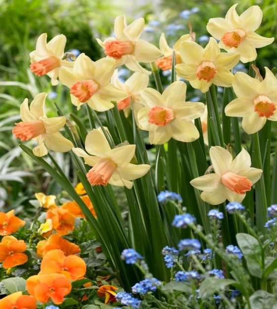 20 Small Flowers for the Nooks and Crannies in Your Garden