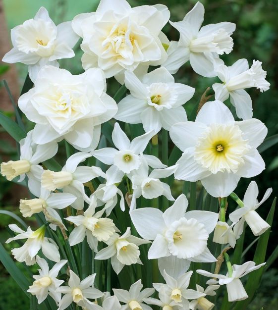 All About Daffodils