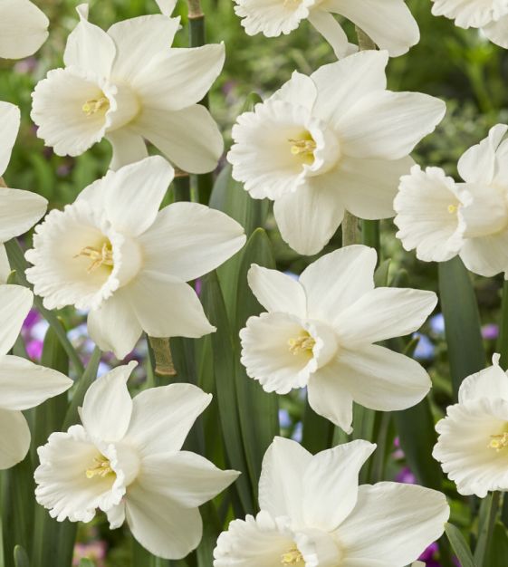 White Daffodil