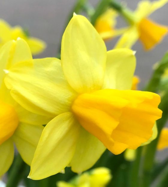 Tete-a-Tete Miniature Daffodil Bulbs, Narcissus