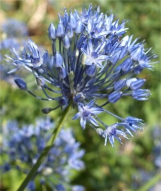 Search results for: 'allium blue