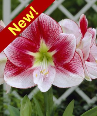 Amaryllis Exception1 Th New 