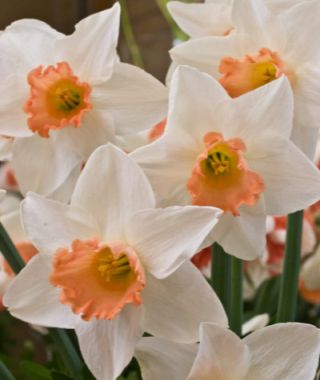 Narcissus Large Cupped 'Loveday' - Ruigrok Flowerbulbs