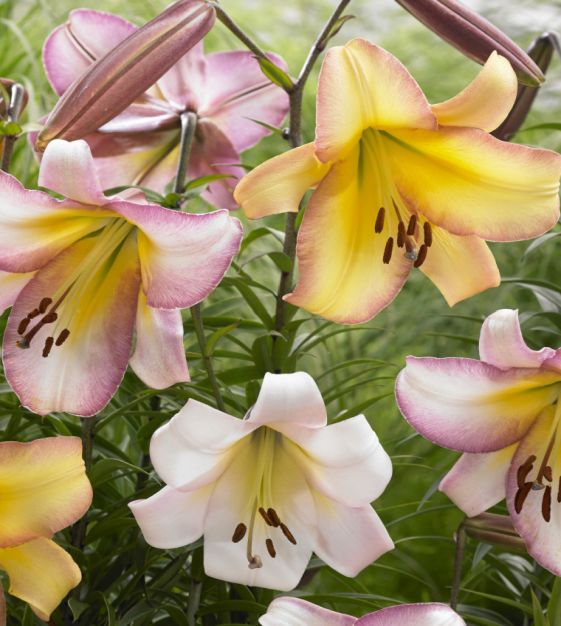 The Orienpet Lily Moon Mixture | John Scheepers Beauty From Bulbs