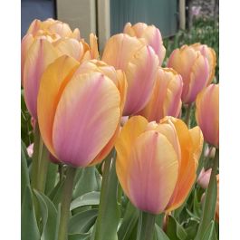 Vietri Prism Clear Tall Tumbler - Tulips