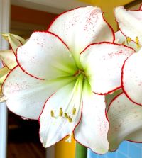 Amaryllis Picasso | John Scheepers Beauty from Bulbs