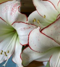 Amaryllis Picasso | John Scheepers Beauty from Bulbs