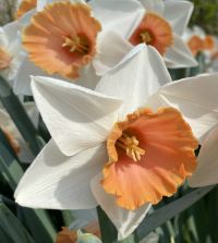 Large-Cupped Daffodil Chromacolor