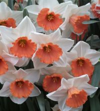 Large-Cupped Daffodil Chromacolor