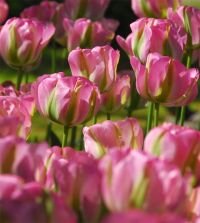 The Green Tulip Mixture | John Scheepers Beauty from Bulbs