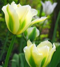 The Green Tulip Mixture | John Scheepers Beauty from Bulbs