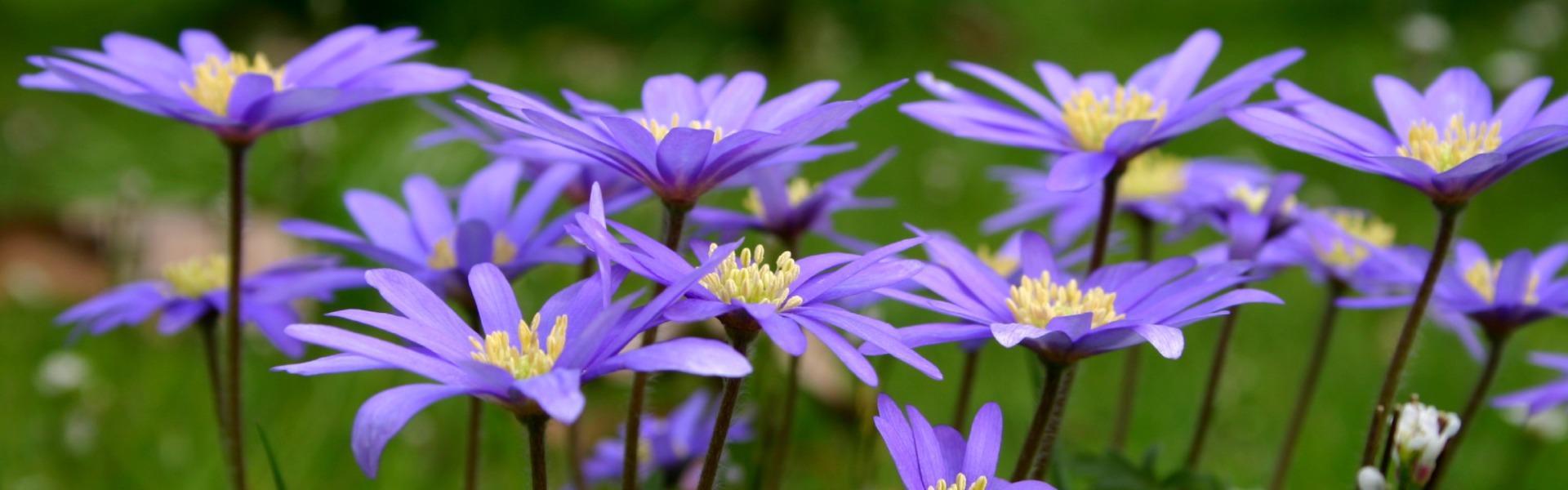 Anemone blanda Blue Shades