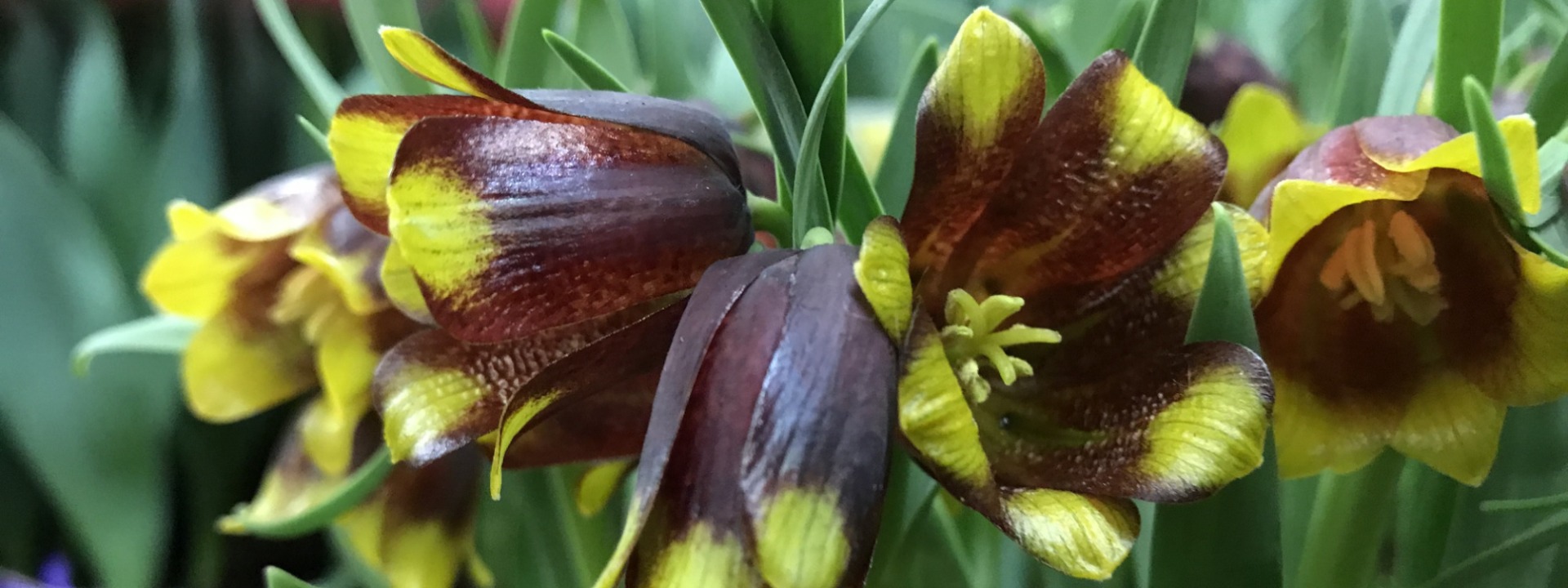 Fritillaria michailovskyi