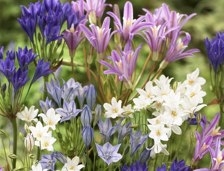 Brodiaea Horticultural Tips