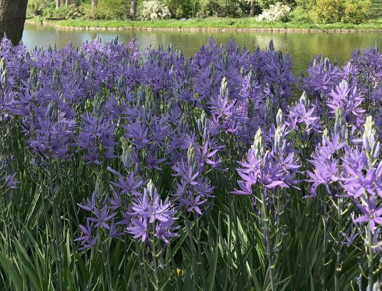Camassia Horticultural Tips