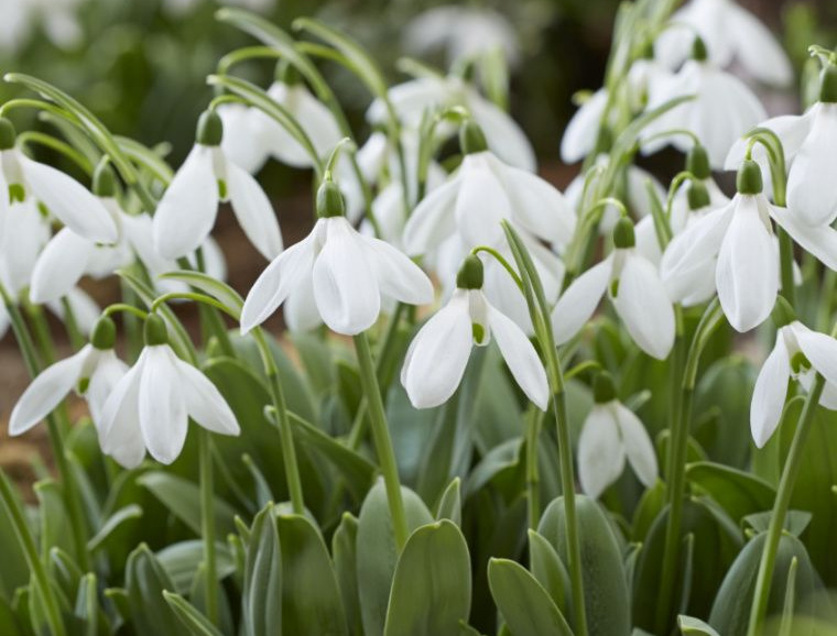 Galanthus Horticultural Tips