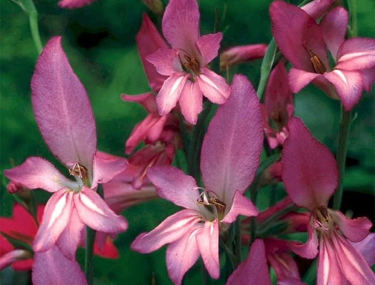 Gladiolus Horticultural Tips