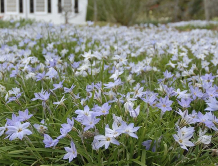 Ipheion Horticultural Tips
