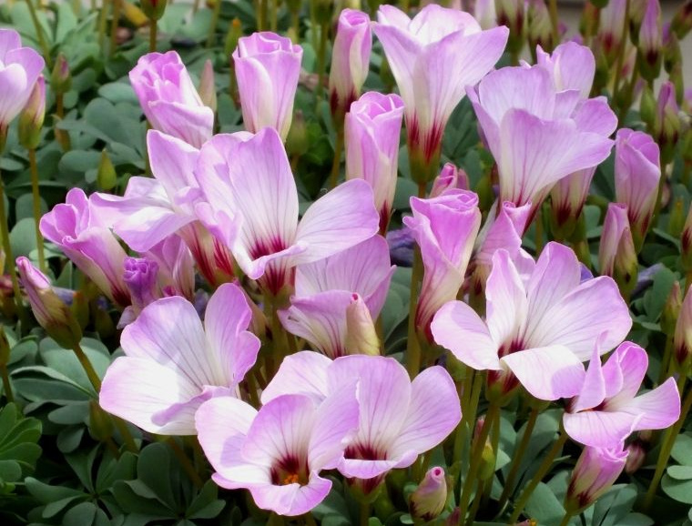 Oxalis Horticultural Tips